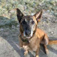 Malia, chienne à adopter