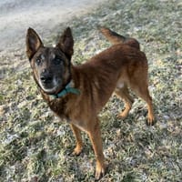 Murphy, chien à adopter