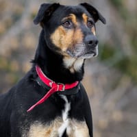 Porto, pies do adopcji