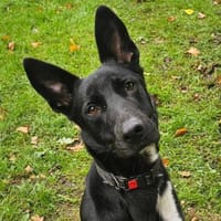 Black / Sean  sensibler Herzenshund, Hund zur Adoption