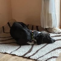 Morena auf Pflegestelle in Deutschland, Hündin zur Adoption