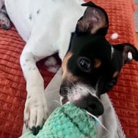 Redford - lernwillig und sozial, Hund zur Adoption