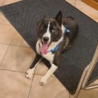 TORI - hat abgefrorene Pfoten, Hund zur Adoption