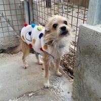 🐾FLORI🐾 ein sensibler Schatz, Hund zur Adoption