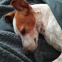 Tutú - souverän und lernwillig, Hund zur Adoption