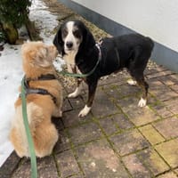 Jule freundliche Hündin auf PS in D, Hündin zur Adoption