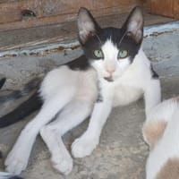 Kleiner Multi sucht Zuhause!, Kater zur Adoption