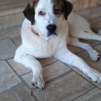 Max - verschmust und kuschelbedürftig, Hund zur Adoption