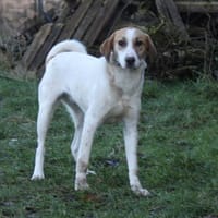 Elsa - Hoffnung auf IHR Zuhause, Hündin zur Adoption