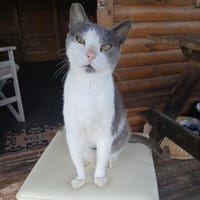 Scrilly! Süßester Kater der Welt, Kater zur Adoption