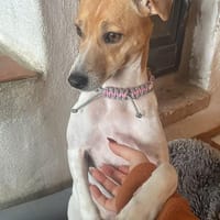 Frida sucht das Glück !, Hündin zur Adoption