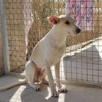 🐾FEIVEL🐾 sucht geduldige Menschen, Hund zur Adoption