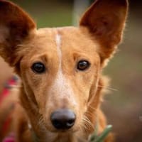 Mario 2 - lieb, sozial und sportlich, Hund zur Adoption