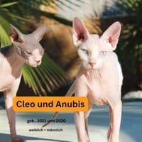 CLEO und ANUBIS, Sphynx, Kater zur Adoption