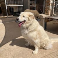 Bruno hat sein Zuhause verloren, Hund zur Adoption