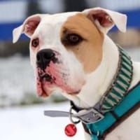 Maddox möchte endlich ankommen, Hund zur Adoption