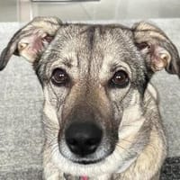 Tolle Hündin Lindy sucht liebe Menschen, Hündin zur Adoption