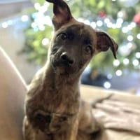 🐾 Luci  4 Monate kleine Zaubermaus, Hündin zur Adoption