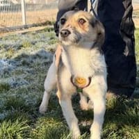 Traumhündin Fenel, Hündin zur Adoption