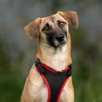 Zutrauliche Lika sucht warmes Körbchen, Hündin zur Adoption