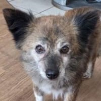 JULE liebt Streicheleinheiten, Hündin zur Adoption