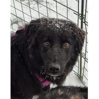 Luky - wartet in 96160 Geiselwind, Hund zur Adoption