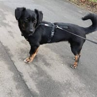 Süße Lea❤ sucht Heim mit Kuschelflat, Hündin zur Adoption