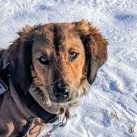 Roma 🧡 in Deutschland auf Pflegestelle, Hündin zur Adoption