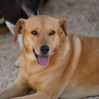 Jaqueline, in der Tierherberge Donzdorf, Hündin zur Adoption