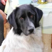 Dossena, Pflegestelle in Hessen, Hündin zur Adoption