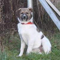 Calista - Körbchen zum Träumen gesucht, Hündin zur Adoption