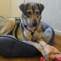 Lida -Sanfte, junge Hündin sucht Zuhause, Hündin zur Adoption