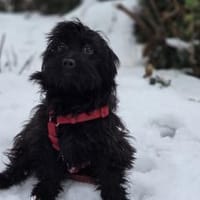 Kleine Almuth, Hündin zur Adoption