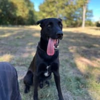 Zeus, ein junger Wilder, Hund zur Adoption