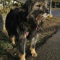 Sanfte Finja sucht ruhiges Körbchen, Hündin zur Adoption