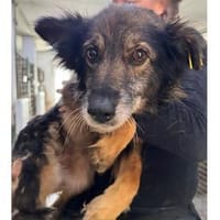 Daisy  wartet in 97332 Obervolkach, Hündin zur Adoption