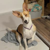 Chus braucht dringend Hilfe, Hund zur Adoption