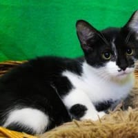 Armina, anfangs noch schüchtern, Katze zur Adoption