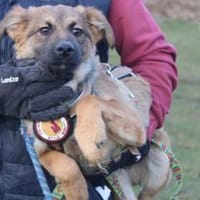 Barish - süßer Hundebub, Hund zur Adoption