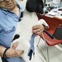 Duplo - auf PS in 49716 Meppen, Hund zur Adoption