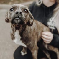 Kuschelmaus Rina sucht ihre Menschen!, Hündin zur Adoption