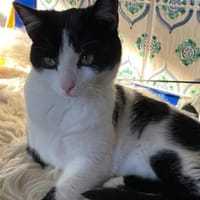 Sissi sucht Ihr Glück 🐾🐾, Katze zur Adoption