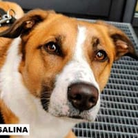 Salina sucht liebe Menschen, Hündin zur Adoption
