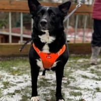 Lucy  liebenswerte Traumhündin, Hündin zur Adoption