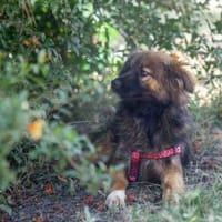 Wundervolle Kappa, Hündin zur Adoption