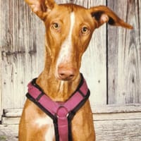 Wo ist bloß Lina's Mensch, Hündin zur Adoption