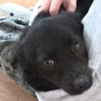 PEPPA, Hündin zur Adoption