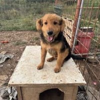 Junger lieber Kroki sucht seine Familie!, Hund zur Adoption