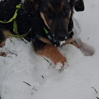 FLECKI - lustig, neugierig, verspielt, Hund zur Adoption