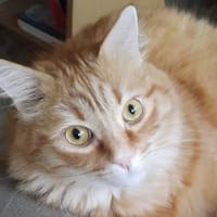 Apatchi - dringend neues Zuhause gesucht, Kater zur Adoption